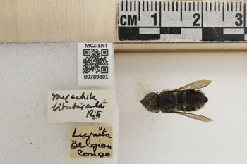 Media type: image;   Entomology 789801 Aspect: Labels